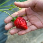 11 Companion Plants For Carrots: Boost Growth & Repel Pests