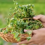 Unbelievable!  It’s a varicose vein killer! Erases varicose veins like an eraser!