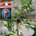 Tropical Fruits You Can Grow in Pots!