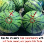 Tropical Fruits You Can Grow in Pots!