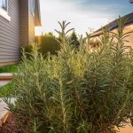 Oven-Dried Strawberries