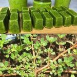 Stop purchasing lettuce. Here’s how to easily grow it in a pot at home.