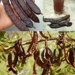 Stop Throwing Money on Pest Poisons! Use Toothpaste Instead!