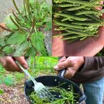 Healthy Flourless & Sugar-Free Energy Cookies