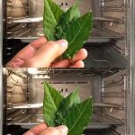 Burning Garlic at Home: What Happens After 15 Minutes