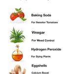 The Ultimate Guide to Planting Tomatoes: Expert Tips for Bountiful Harvests