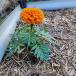 The Stone Breaker Plant: Nature’s Remedy for Kidney Stones