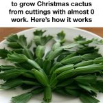 How and When to Prune Lavender