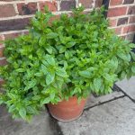 Sandwich Bread No Kneading No eggs No Butter