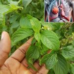 Revitalize Your Hair with Natural Potato-Based Treatments