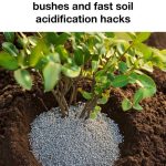 Bury a raw egg in a planter and here’s the effect on your garden