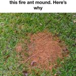 Cheesy Rice and Vegetable Casserole: A Comforting, Easy-to-Make Meal