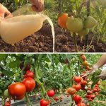 Why You Should Grow Hollyhocks in Your Yard and How to Eat Every Part of this Plant