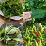 Boiling Garlic for Natural Plant Protection: A Simple and Effective DIY Solution