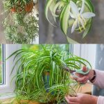 The Oasis in a Pot: Crafting a Sustainable Container Wicking System