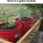 How to Make Your Spider Plant Bloom Quickly and Perfume Your Whole House