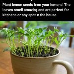 Cut the kitchen absorbent paper roll: save a mountain of money with this brilliant trick