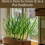 Leg Pain, Rheumatism, Varicose Veins, Arthritis – Natural Remedy with Cloves & Garlic!