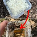 A Simple Solution for Clogged Drains