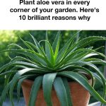 Bay Leaves, Clove, and Rosemary: If only I had known this sooner