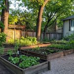 Black Seed (Nigella Sativa): The Plant Mentioned in the Bible Said to Cure Any Disease