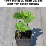 Tomatoes Hate Cucumbers: Secrets of Companion Planting and Popular Planting Combinations