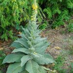 The most powerful insecticide against mosquitoes is in the kitchen: you make them disappear at no cost