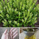 Date Seed Coffee: A Caffeine-Free Alternative with Surprising Benefits