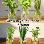 The Best Herbal Tea for Swollen Legs: A Natural Remedy for Fluid Retention