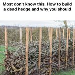 How to Grow Carrots in Containers: Begin with Just One Simple Step!