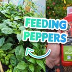 How and When to Prune Lavender