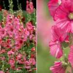 10 Perennial Vegetables You Plant Once and Enjoy Forever