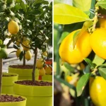 Don’t Buy Garlic Anymore! Here’s How to Grow It in a Pot Endlessly