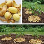 Revitalize Your Body Naturally: Detoxify Your Kidneys, Liver, and Lungs with Mandarins