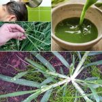 Sandwich Bread No Kneading No eggs No Butter