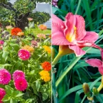 How To Grow a Giant Lemon Tree No Matter Where You Live