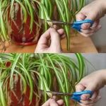 Baked Eggplant with Cherry Tomatoes and Basil