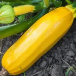 The Ultimate Natural Method to Grow Healthy, Abundant Tomatoes