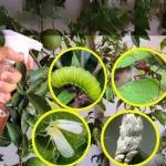 10 Best Companion Herbs To Grow In Your Garden