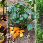 Eat Banana and Avocado Every Morning, THIS Will Happen to Your Body! (Did You Know That?)