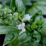 The Hidden Health Benefits of Avocado Seeds: Why You Shouldn’t Discard Them