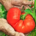 8 Zucchini Growing Tips For Your Biggest Ever Harvest This Summer