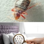 Say Goodbye to Pesky Insects: Natural and Effective DIY Repellents and Traps