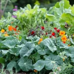 Revitalizing Health with Aloe Vera Juice: A Time-Honored Family Legacy