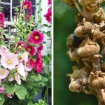 Cheesy Rice and Vegetable Casserole: A Comforting, Easy-to-Make Meal