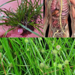 How To Plant A Lemon In A Cup: Make Your Home Smell Fresh And Boost Your Mood