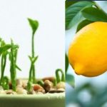 Discover the Powerful Benefits of Clove, Lemon, and Onion: A Natural Combination for Health and Home