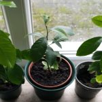 Cheesy Rice and Vegetable Casserole: A Comforting, Easy-to-Make Meal