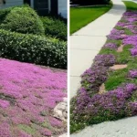 The Health Benefits of Bay Leaves: Scientific Facts & Studies