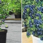 Heal Your Body with Water – 4 Powerful Water Remedies Water is more than just hydration—it’s a natural healer!